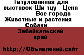 Титулованная для выставок Ши-тцу › Цена ­ 100 000 - Все города Животные и растения » Собаки   . Забайкальский край